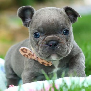 Adorable French Bulldog Puppies Available For Sale